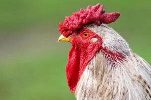 cock on the grass. photo