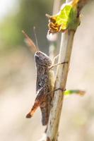 eastern lubber grasshopper. photo