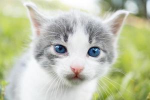 cat sitting in the grass.. photo