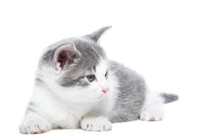 gatito sobre un fondo blanco.. foto