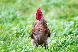 cock on the grass. photo