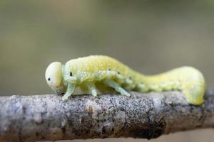 Cimbex femoratus birch Sawfly caterpillars. photo