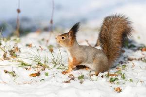 Red Squirrel sitting on snow photo