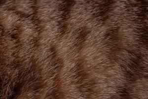 Brown soft fur for background. photo