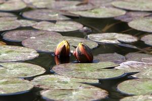 Bright water lily flowers and large green leaves on a lake in Israel photo