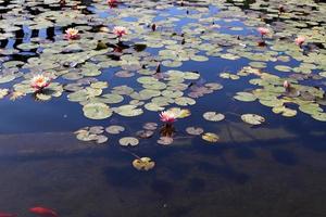 flores de lirio de agua brillante y grandes hojas verdes en un lago en israel foto