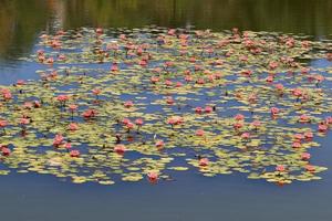 flores de lirio de agua brillante y grandes hojas verdes en un lago en israel foto