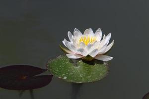 flores de lirio de agua brillante y grandes hojas verdes en un lago en israel foto