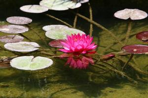 Bright water lily flowers and large green leaves on a lake in Israel photo