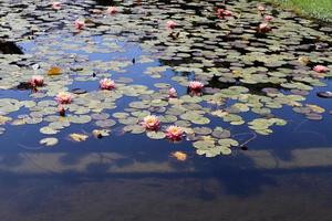 Bright water lily flowers and large green leaves on a lake in Israel photo