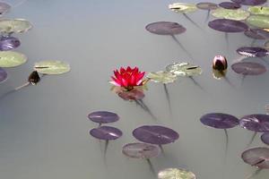 Bright water lily flowers and large green leaves on a lake in Israel photo