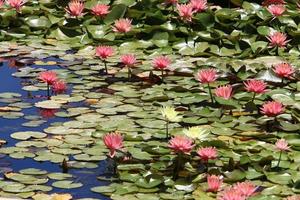 Bright water lily flowers and large green leaves on a lake in Israel photo