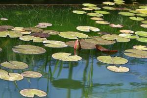 Bright water lily flowers and large green leaves on a lake in Israel photo