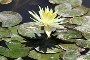 Bright water lily flowers and large green leaves on a lake in Israel photo