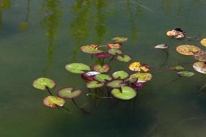 flores de lirio de agua brillante y grandes hojas verdes en un lago en israel foto