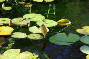 Bright water lily flowers and large green leaves on a lake in Israel photo