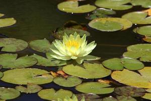 flores de lirio de agua brillante y grandes hojas verdes en un lago en israel foto