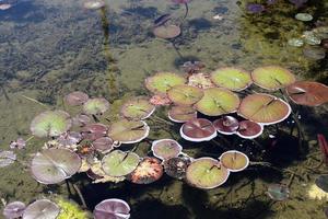 Bright water lily flowers and large green leaves on a lake in Israel photo