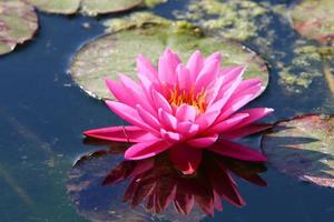 Bright water lily flowers and large green leaves on a lake in Israel photo