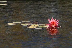 Bright water lily flowers and large green leaves on a lake in Israel photo