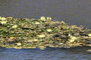 Bright water lily flowers and large green leaves on a lake in Israel photo