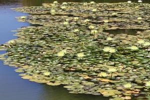 Bright water lily flowers and large green leaves on a lake in Israel photo