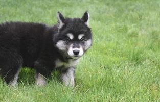 cachorro alusky que parece un poco nervioso y cauteloso foto