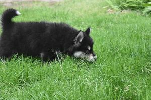 Small Alusky Puppy Sniffing in the Grass for Frogs photo