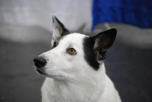 Canaan Dog Sitting at Attention photo