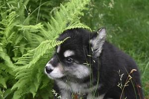 Alusky Puppy Playing Hide and Seek in Ferns photo