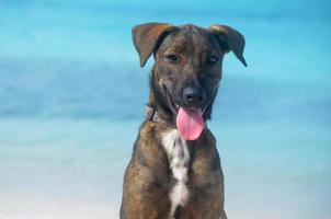 dulce perro cunucu de aruba en baby beach foto