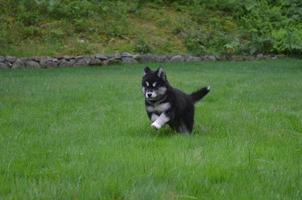 Running Jumping and Bounding Alusky Puppy Dog photo