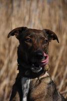 Cunucu Island Dog Licking His Mouth and Nose photo