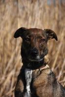 perro de raza mixta sentado para un retrato foto