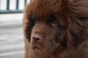 Cute Brown Newfie Puppy Dog with a Pink Nose photo