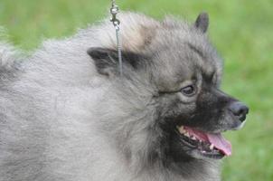 perro keeshond muy esponjoso foto