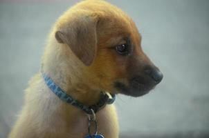 Sweet Faced Cunucu Puppy in Aruba photo
