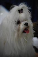 Groomed White Maltese Dog photo