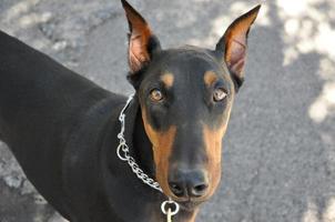 Face of a Doberman Pinscher photo