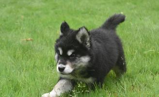 Running Alusky Puppy Dog Stretching Out His Stride photo