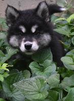 Gorgeous Alusky Puppy Playing Hide and Seek photo