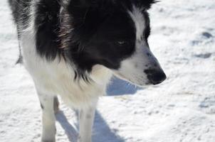 Black and White Border Collie in Snow photo