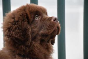 Up Close Profile of a Sweet Brown Newfie Pup photo