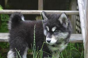 Black and White Alusky Dog with Lots of Fluffy Fur photo