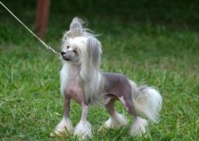 Adorable Chinese Crested Dog on a Leash photo