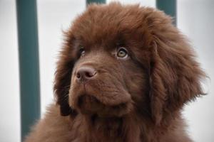 Sweet Innocent Expression on the Face of a Shaggy Newfie photo