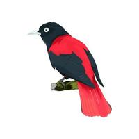 Maroon Orioles bird vector illustration