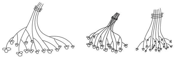 Set of hand draw berry on branch in outline doodle style. Vector illustration.