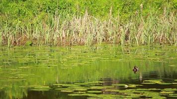 Ente schwimmt langsam mitten im See video