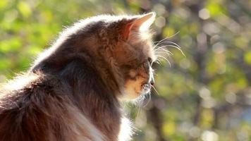 een kat met een pijnboom boom achtergrond zit rustig in de middag zon en looks in de omgeving van heerszuchtig. video